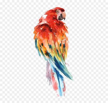 Parrot Watercolor painting Bird Drawing Art - parrot 