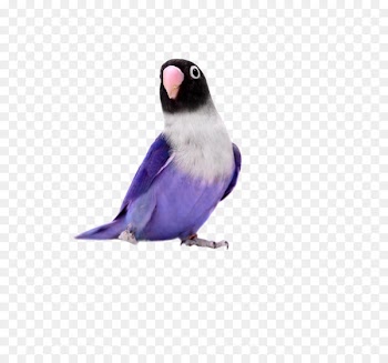 Parrot Yellow-collared lovebird Rosy-faced lovebird Turquoise-fronted amazon - Purple Parrot 