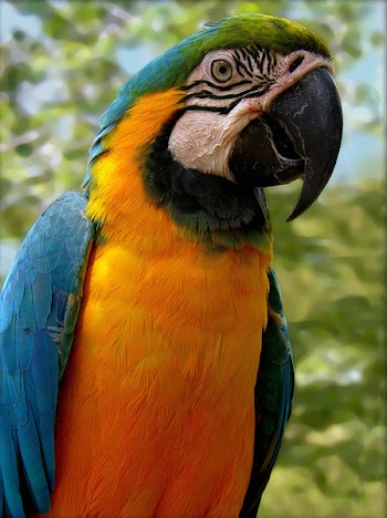 parrot02.jpg