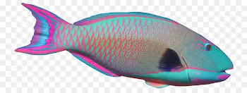Parrotfish Angelfish Clip art - parrot 
