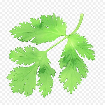 Parsley