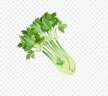 Parsley Celery Shchi Food Vegetable - green veggies 