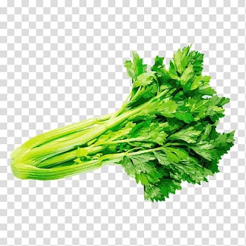 Parsley Coriander Celery Vegetable Herb, vegetable transparent background PNG clipart