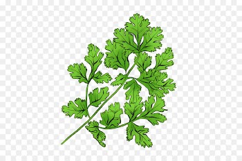 Parsley Coriander Chervil Castile soap Sunflower - culantro illustration 