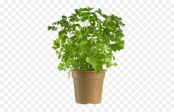 Parsley Coriander Flowerpot Leaf - others 