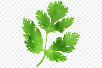 Parsley Coriander Vegetable Clip art - parsley 
