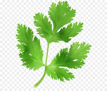 Parsley Food Clip art - Parsley Transparent PNG Clip Art Image 