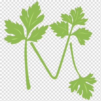 Parsley Health food Vegetable, M transparent background PNG clipart