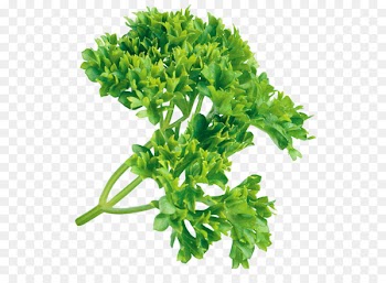 Parsley Herb Clip art Portable Network Graphics Condiment -  