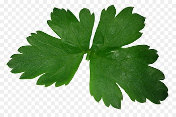 Parsley Leaf - Parsley 