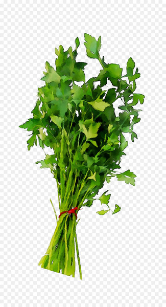 Parsley Spring greens Coriander Leaf Rapini -  