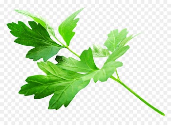 Parsley Vegetarian cuisine Herb Vegetable Food - Parsley Leaves 