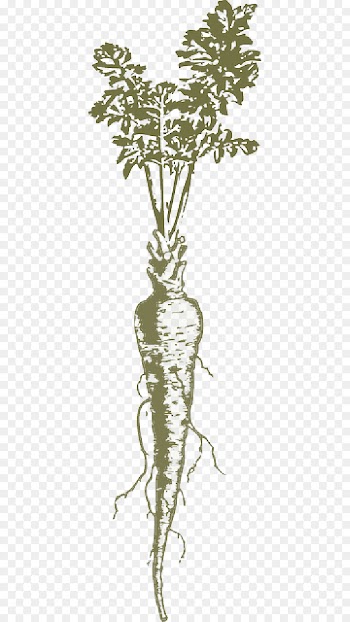 Parsnip, Carrot, Vegetable, Ginseng, Root PNG