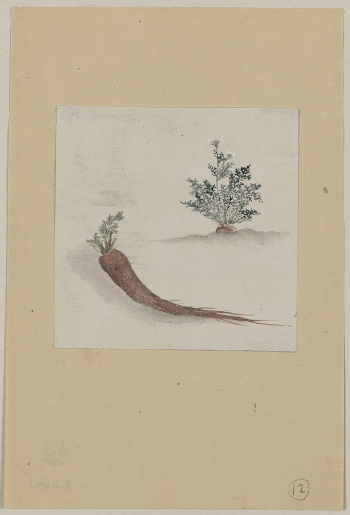 [Parsnips or carrots with plant | Free Photo - rawpixel