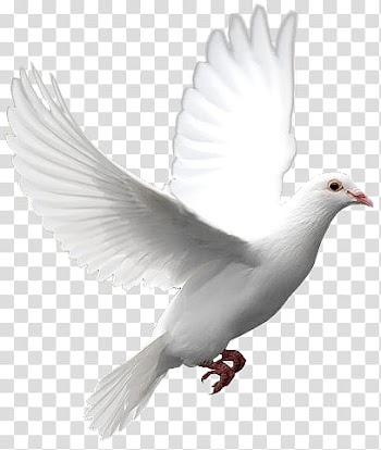 PART Element Frames Text, white pigeon transparent background PNG clipart