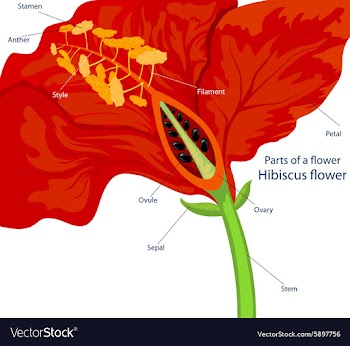 Part of a flower vector image