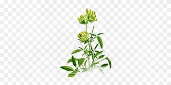 Part Of Herb - Anthyllis Png