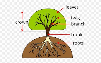 Part Of The Tree That Grows Underground - Parts Of A Tree
