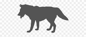 Part Wolf, Part Coyote, The Coywolf Is An Intriguing - Info On A Coywolf