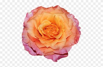 Partager - - Garden Roses