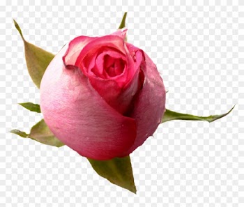 Partager - - Rose