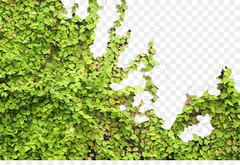 Parthenocissus tricuspidata Tiger Euclidean vector - Green wall tiger 
