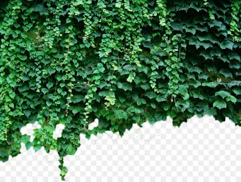 Parthenocissus tricuspidata Virginia creeper Green Plant Vine - Green wall tiger 