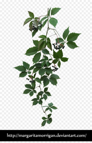 Parthenocissus tricuspidata Virginia creeper Plant - vines 