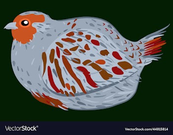 partridge on dark green background