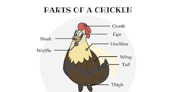 Parts of a Chicken | Useful Chicken Anatomy with Pictures - 7 E S L