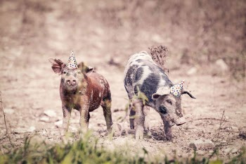 Party Pigs Free Photo 