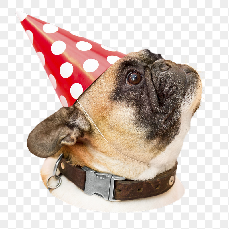 Party pug dog png sticker, | Free PNG - rawpixel