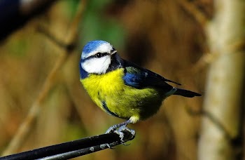 Parus Caeruleus Blue Tit bird | Free Photo - rawpixel
