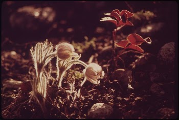 Pasque Flowers Bloom near the Roaring | Free Photo - rawpixel