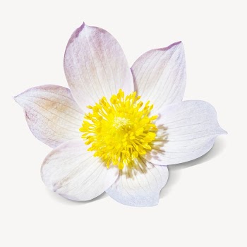 Pasqueflower flower isolated design | Free Photo - rawpixel