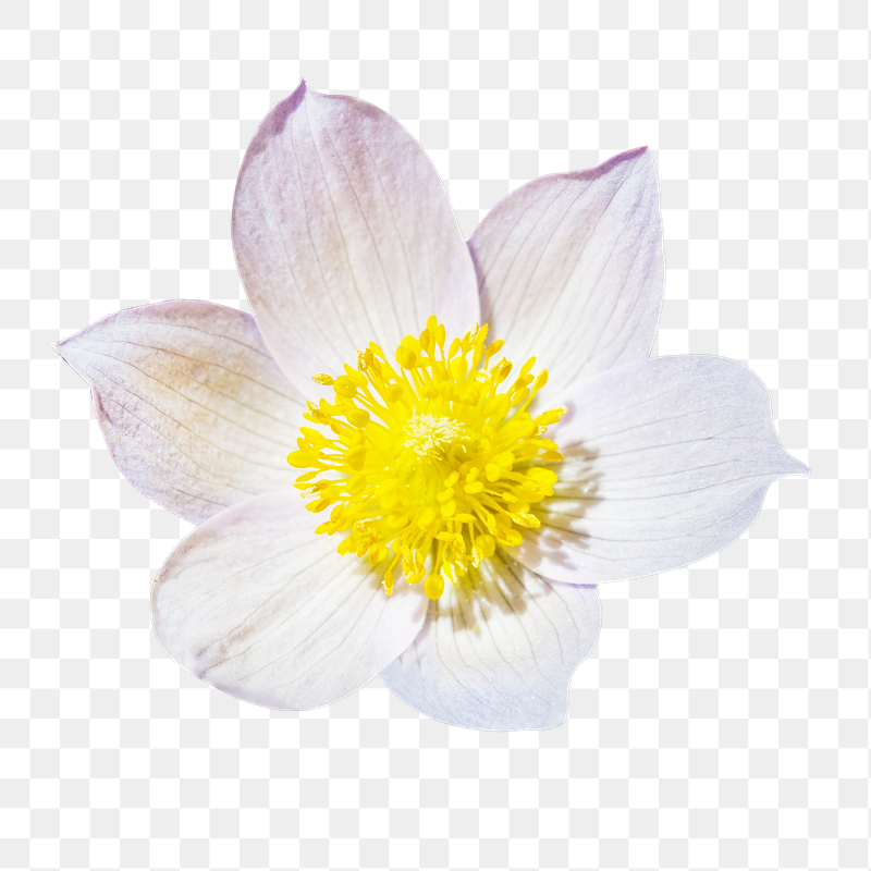 Pasqueflower png flower sticker, transparent | Free PNG - rawpixel
