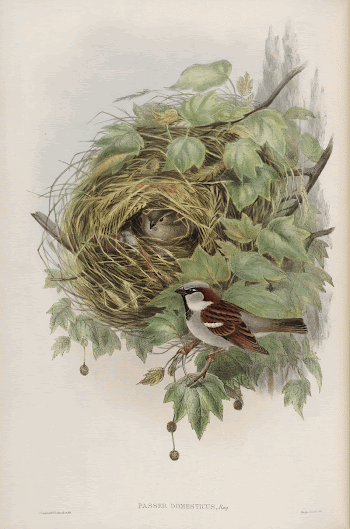 Passer Domesticus (Common or House | Free Photo - rawpixel