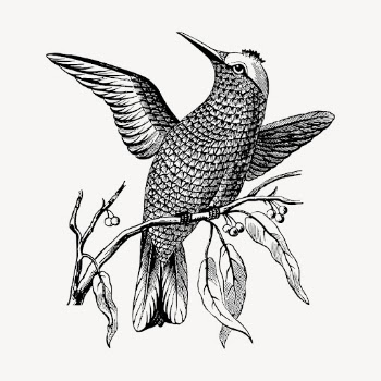 Passerine bird clipart, vintage animal | Free Vector - rawpixel