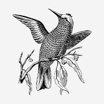 Passerine bird drawing, vintage animal | Free Photo - rawpixel