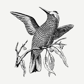 Passerine bird drawing, vintage animal | Free PSD - rawpixel