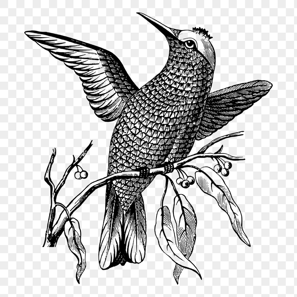 Passerine bird png sticker, vintage | Free PNG - rawpixel