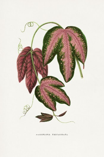 Passiflora Trifasciata leaf illustration from Les | Free Photo Illustration - rawpixel