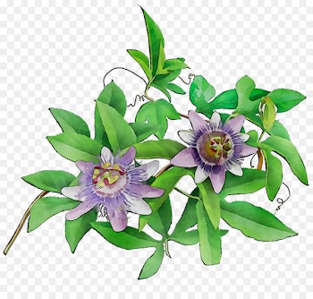 Passion Flower Floral design Cut flowers -  