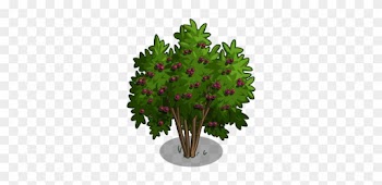 Passion Fruit Tree 100-icon - Christmas Tree