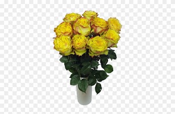 Passionfruit Roses - Garden Roses