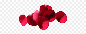 Past Sannyas Celebrations - Garden Roses