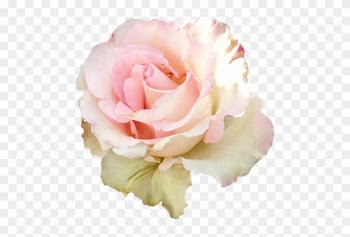 Pastel Roses For Edits