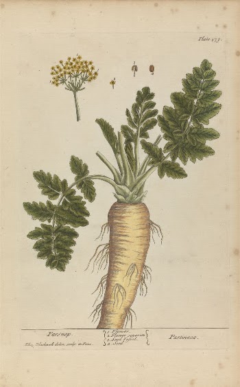 Pastinaca (Parsnip), Plate 379 from 'A | Free Photo - rawpixel