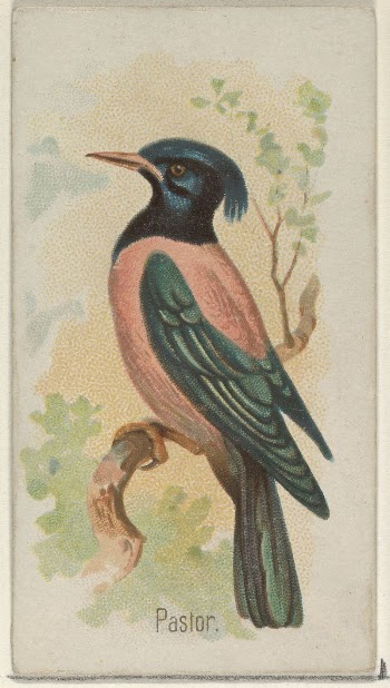 Pastor, from the Song Birds | Free Photo - rawpixel