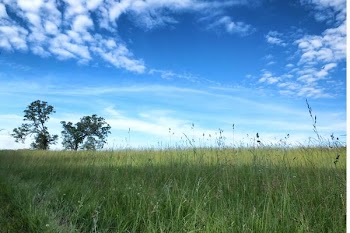 pasture-trees.jpg